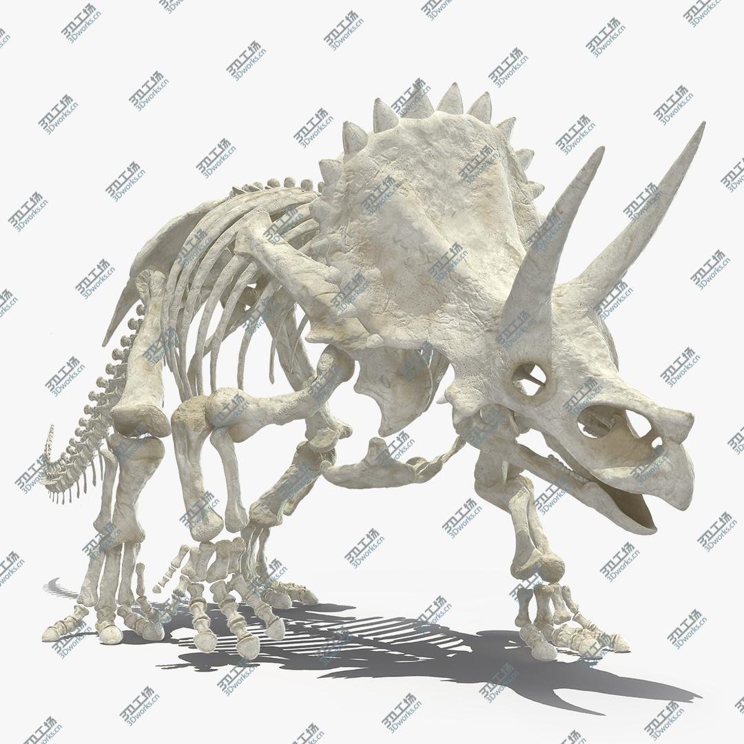 images/goods_img/202104023/Triceratops Horridus Skeleton Walking Pose model/1.jpg